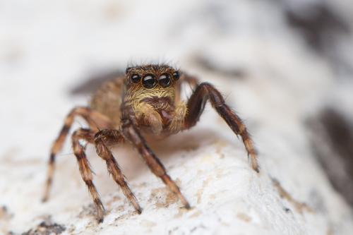 Réf. 189 668 : Pseudeuophrys vafra