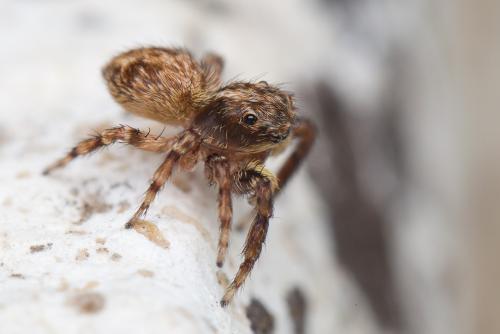 Réf. 189 669 : Pseudeuophrys vafra