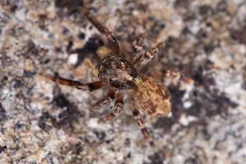 Réf. 189 670 : Pseudeuophrys vafra