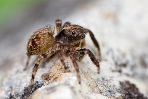 Réf. 189 671 : Pseudeuophrys vafra