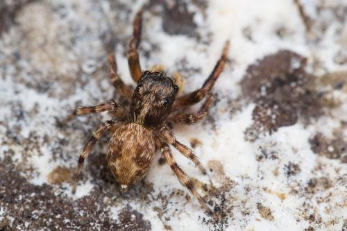 Réf. 189 672 : Pseudeuophrys vafra
