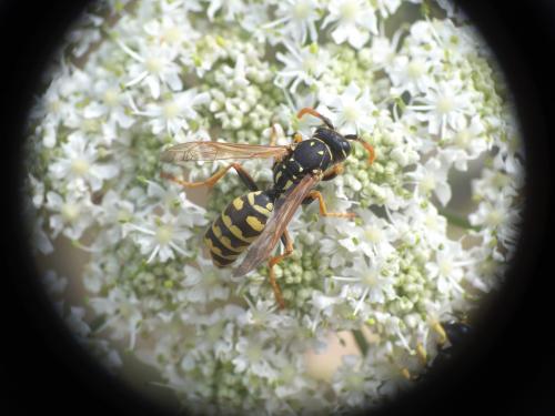 Polistes dominula