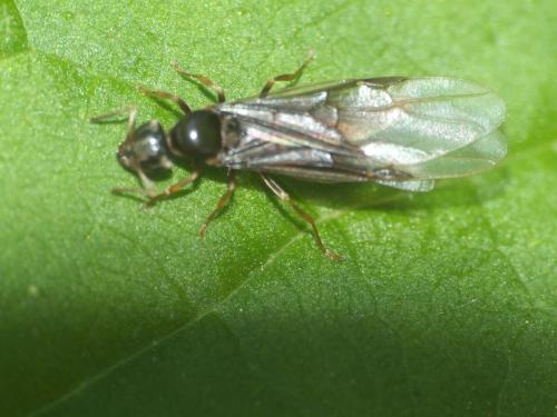 Réf. 189 951 : Lasius sp.