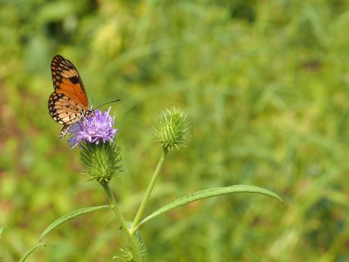 Réf. 189 449 : Acraea serena