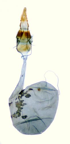 Acrobasis fallouella