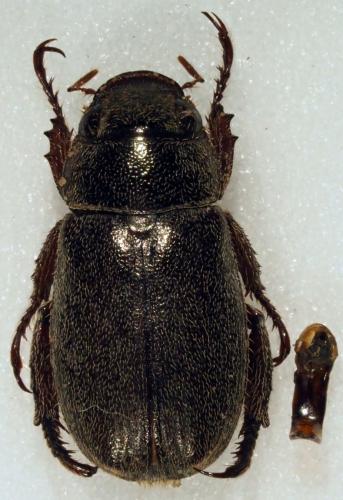 Réf. 189 213 : Adoretus sp.