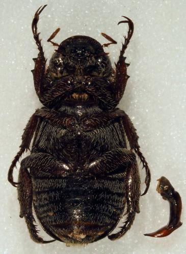 Réf. 189 214 : Adoretus sp.