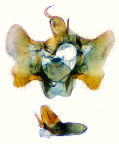 Aethes bilbaensis