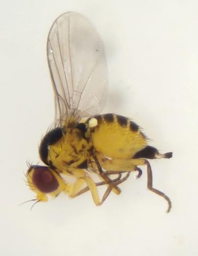 Liriomyza sp.