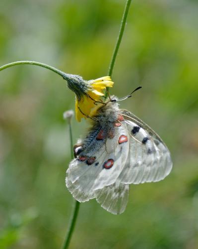 Réf. 189 702 : Parnassius apollo