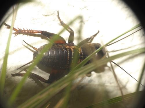 Gryllus campestris