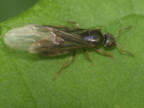 Réf. 189 952 : Lasius sp.