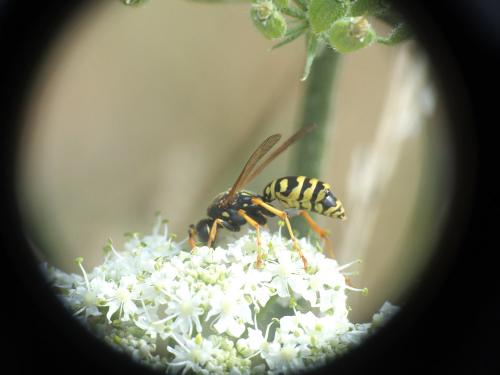 Polistes dominula