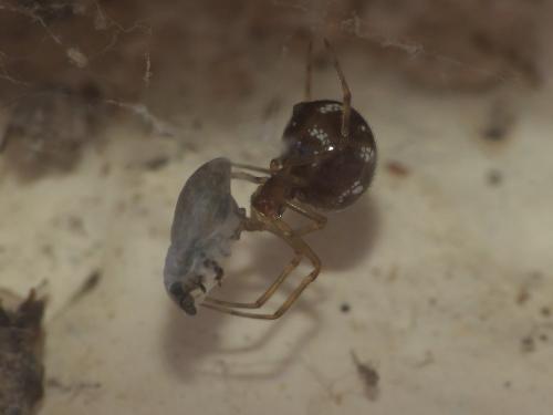 Réf. 189 552 : Steatoda triangulosa