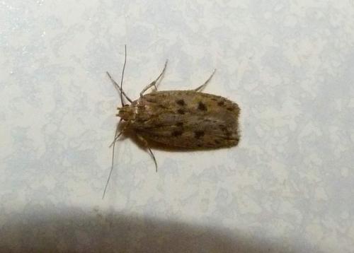Hofmannophila pseudospretella