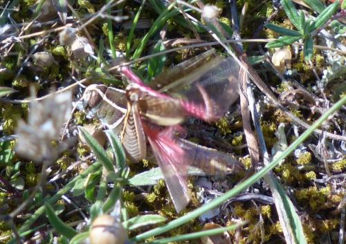 Calliptamus sp.