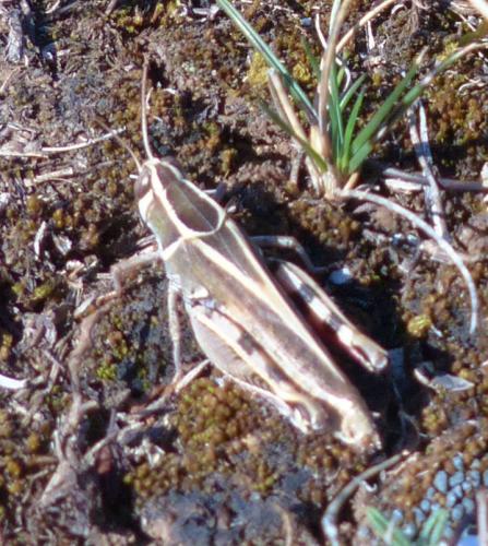 Calliptamus sp.