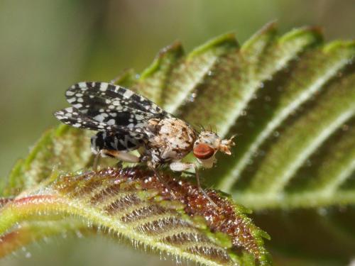 Réf. 189 953 : Trypetoptera punctulata