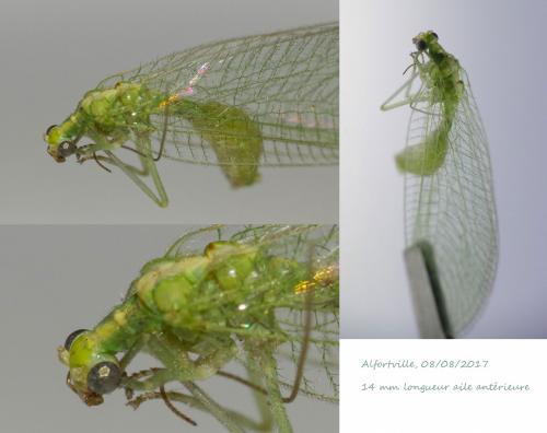 Chrysoperla carnea