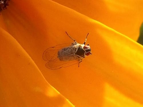 Hyalesthes obsoletus