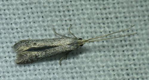 Coleophora hemerobiella