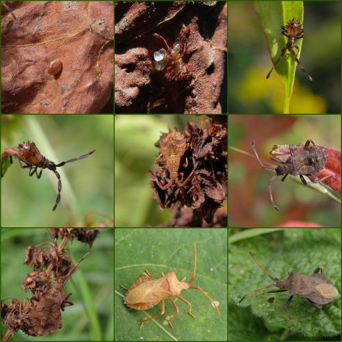 Coreus marginatus
