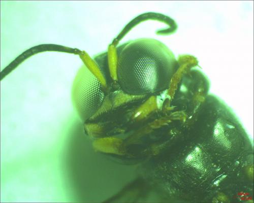 Crossocerus binotatus