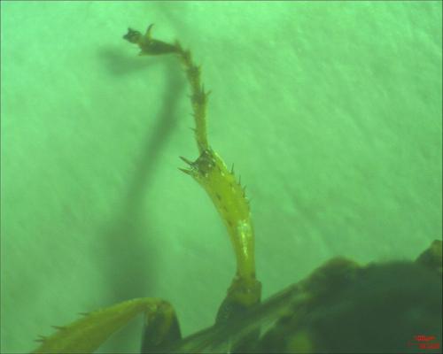 Crossocerus binotatus