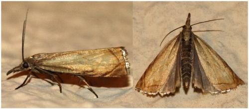 Réf. 189 170 : Chrysoteuchia culmella