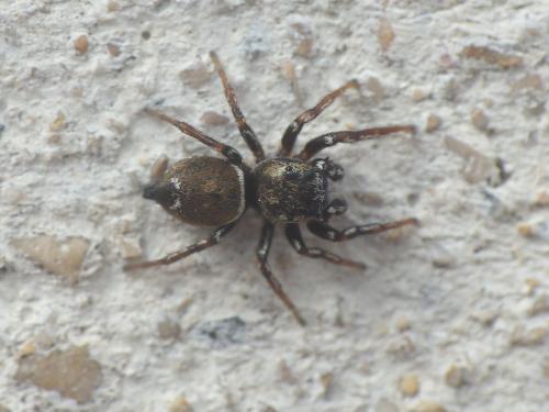 Heliophanus tribulosus