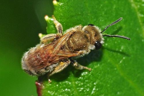 Seladonia subaurata