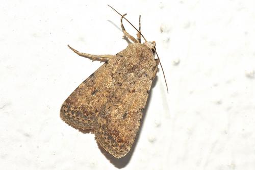 Réf. 189 428 : Caradrina clavipalpis