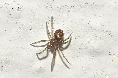 Steatoda sp.
