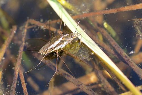 Gerris lacustris