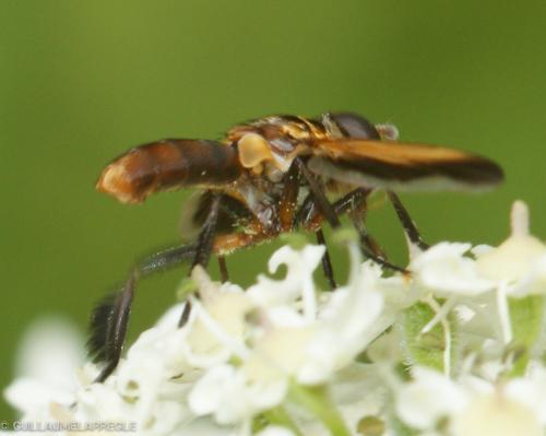 Trichopoda pictipennis
