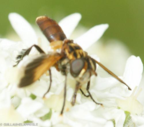 Trichopoda pictipennis
