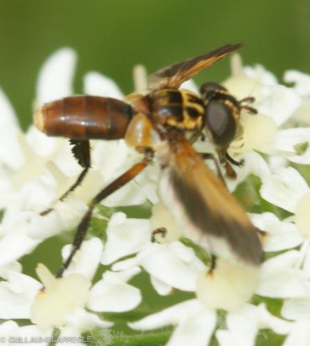 Trichopoda pictipennis