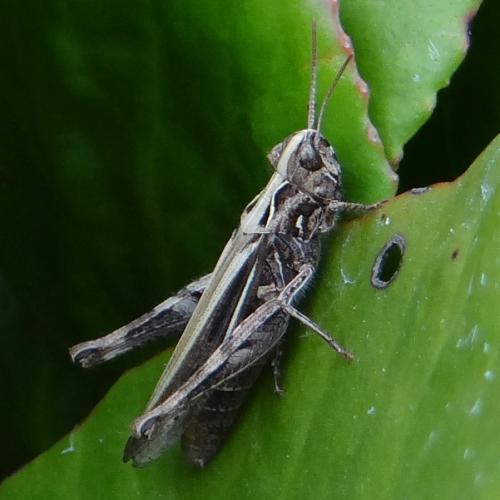 Chorthippus sp.