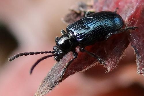 Oulema sp.