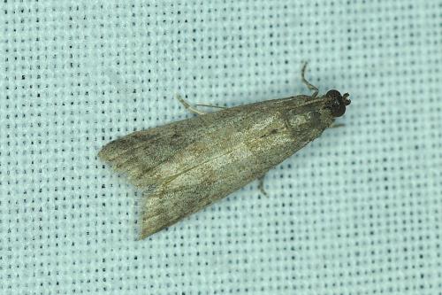 Réf. 189 342 : Phycitinae inconnu
