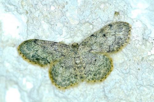 Réf. 189 512 : Idaea libycata