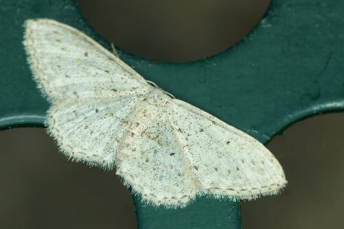 Idaea seriata