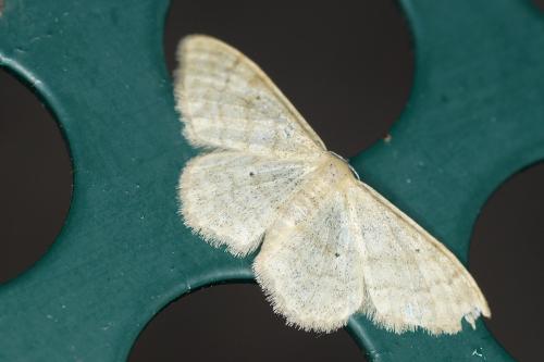 Idaea deversaria
