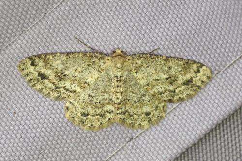 Ectropis crepuscularia