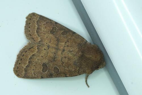 Hoplodrina sp.