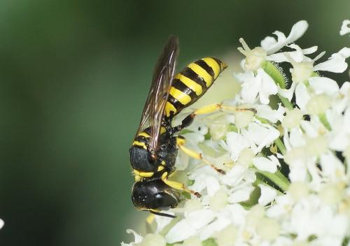 Réf. 189 145 : Ectemnius lituratus