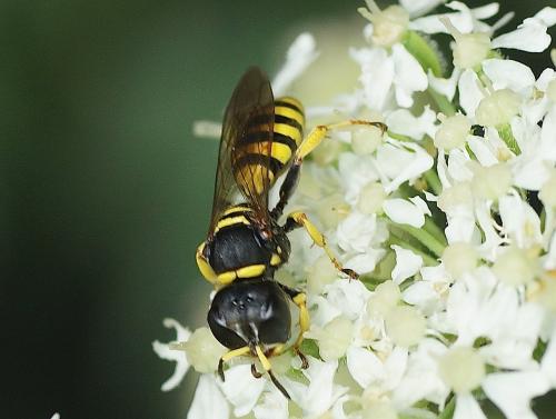 Ectemnius lituratus