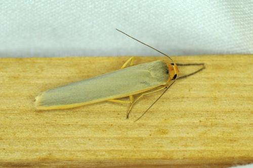 Eilema complana