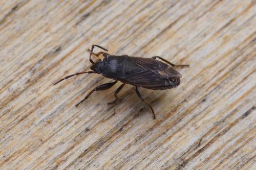 Megalonotus emarginatus