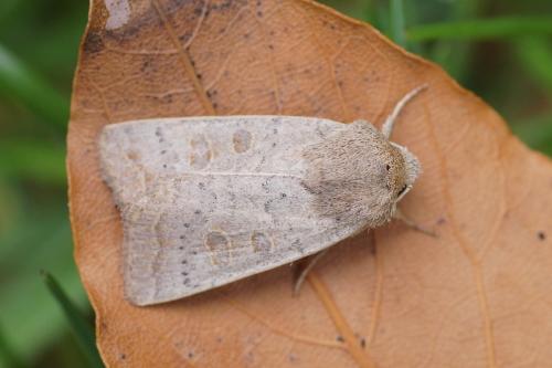 Hoplodrina ambigua
